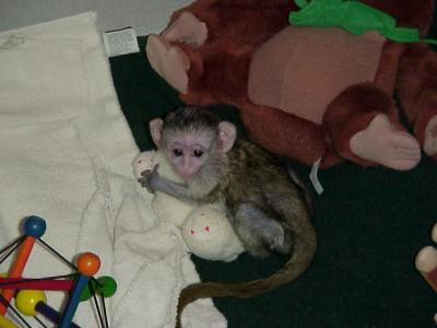 Tres monos capuchinos para la adopcin libre y listo para casas buenas.