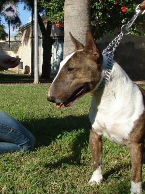 Magnfica camada de Bull Terrier Miniatura.