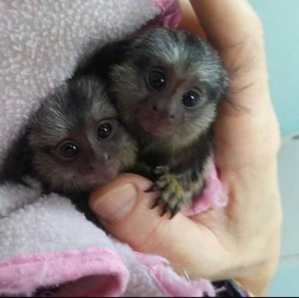 Monos tití de bebé para su adopción.