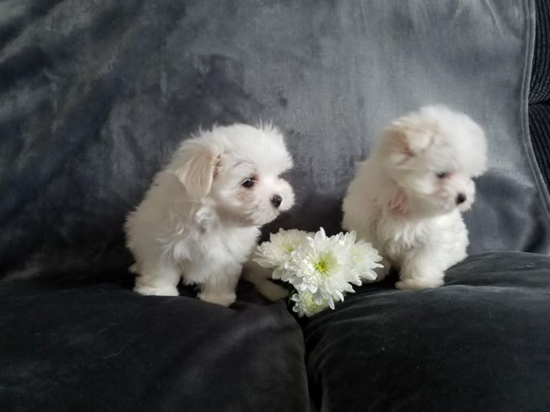 Cachorros malteses a la venta