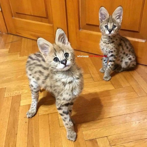 Hermosos gatitos Serval y F1 Savannah disponibles  