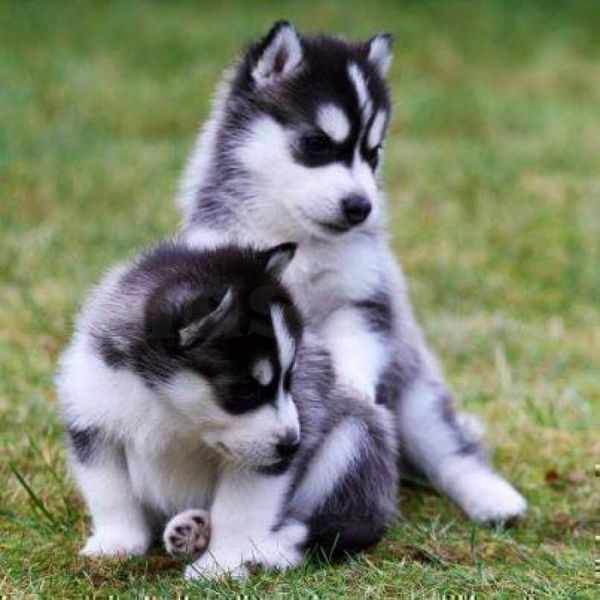 Cachorros de husky siberiano de pura raza con pedigr completo