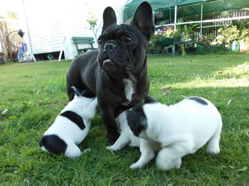 Disponibles nuevas camadas de Bulldog frances