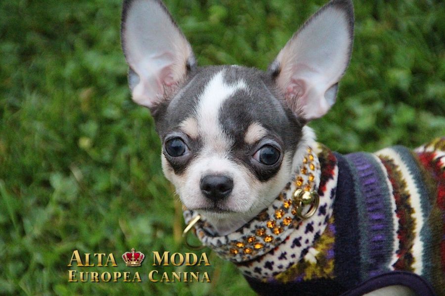 Ropa Perros Primavera 