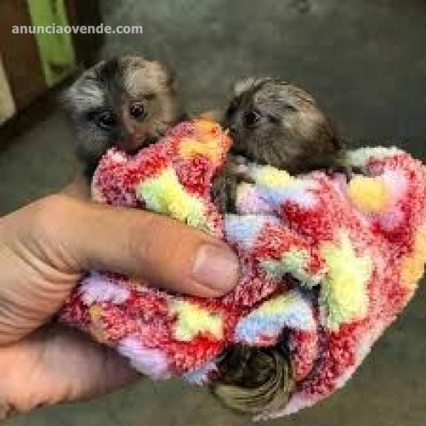 Monos tit pigmeos gemelos para adopcin, 604 37 69 71