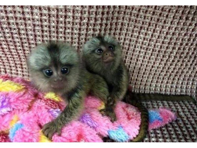 Lindo Monos pigmeos tití en venta