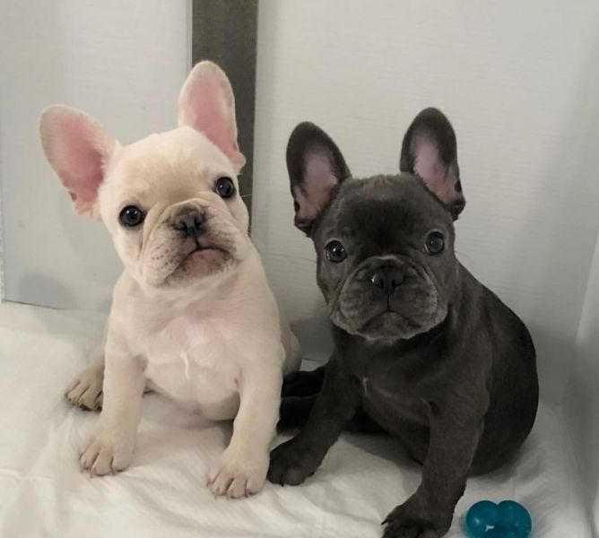 Tenemos machos y hembras bulldog frances