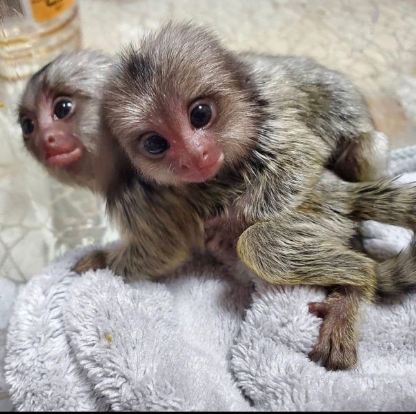 2 Lindo beb monos tit para su aprobacin
