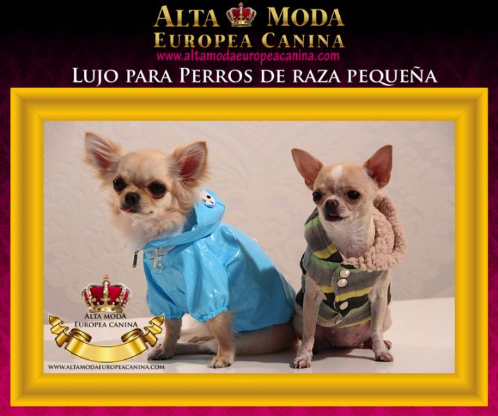 Moda Canina de Lujo para Perros Pequeos