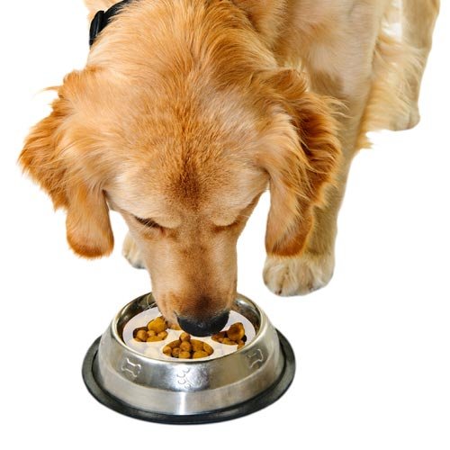 Disco para perros que comen rpido Snugglesafe Gobble Stopper