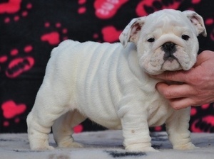 Disponibles nuevas camadas cachorros bulldog