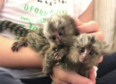 Lindo Monos bebé mono tití para adopción 