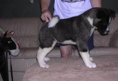 Formidable akita para un hogar.