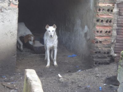 MUY BUENOS CACHORROS PODENCOS PATERNEROS