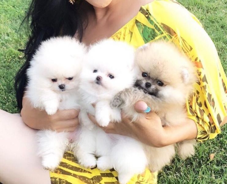 Hermosos cachorros de pomeranain disponibles.