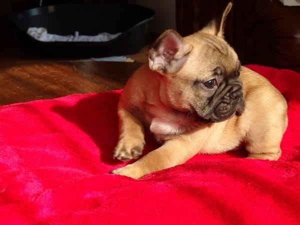 Bulldog Francs. Cachorros pura raza