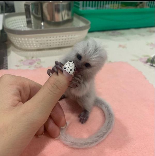 Monos tit para adopcin