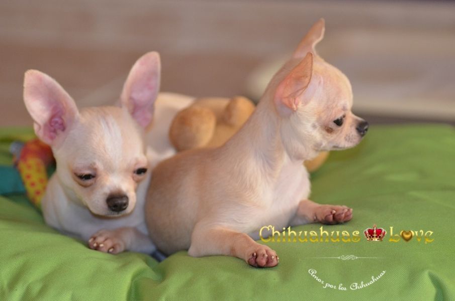 Chihuahuas en Venta, macho y hembra de 6 meses
