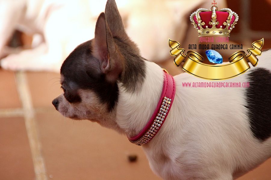 Collares para Perros Exclusivos