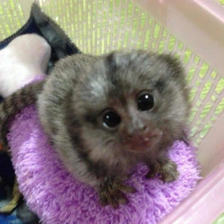  Monos bebé mono tití para adopción