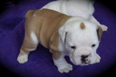 Ingls cachorros bulldog